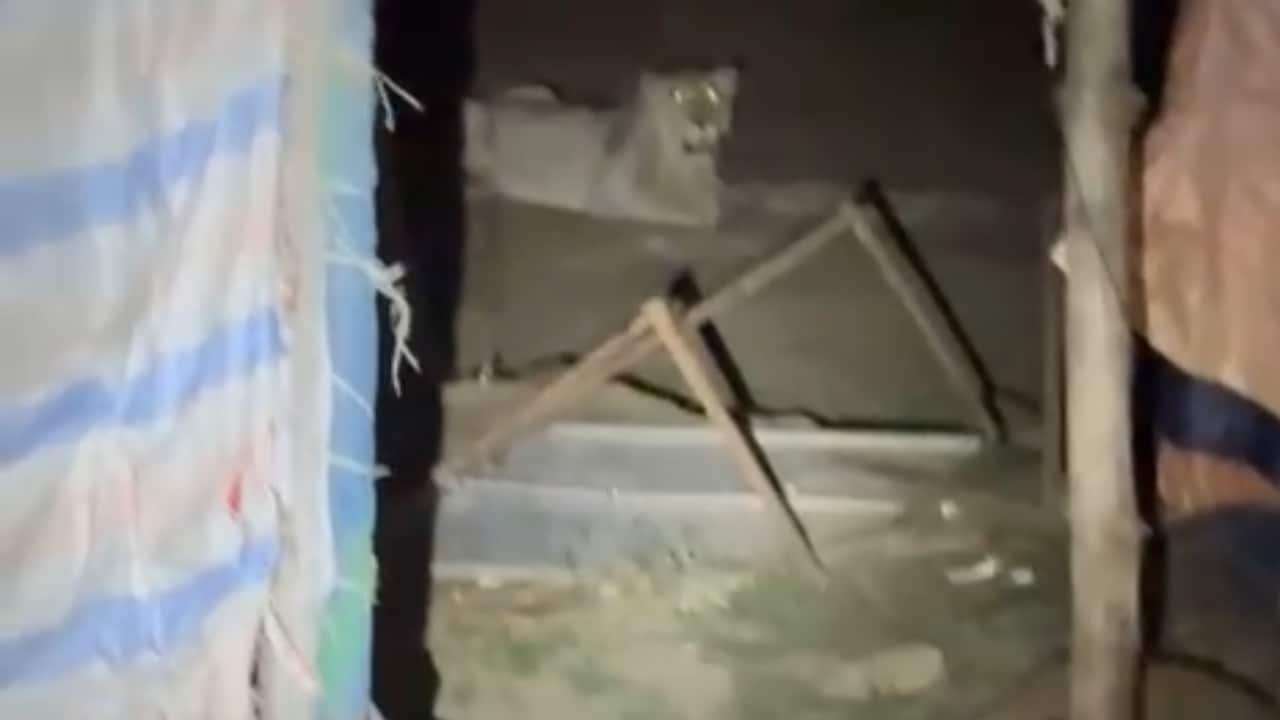 Lion Snatches Boy, 11, From Hill In Gujarat, Mauls Him To Death In Forest