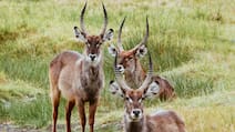 5 Best Wildlife Safaris In India To Explore This July