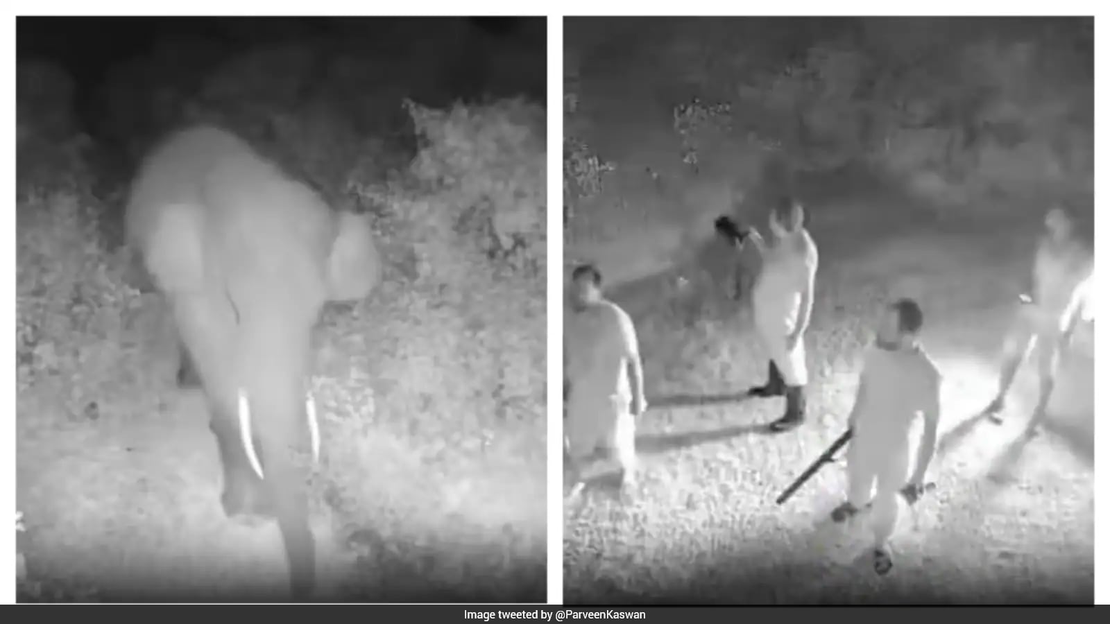 AI Surveillance Enables Forest Officials to Prevent Human-Elephant Conflict in West Bengal