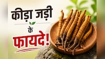 इन 5 लोगों के लिए वरदान से कम नहीं कीड़ा जड़ी बूटी, जानें फायदे और सेवन का तरीका