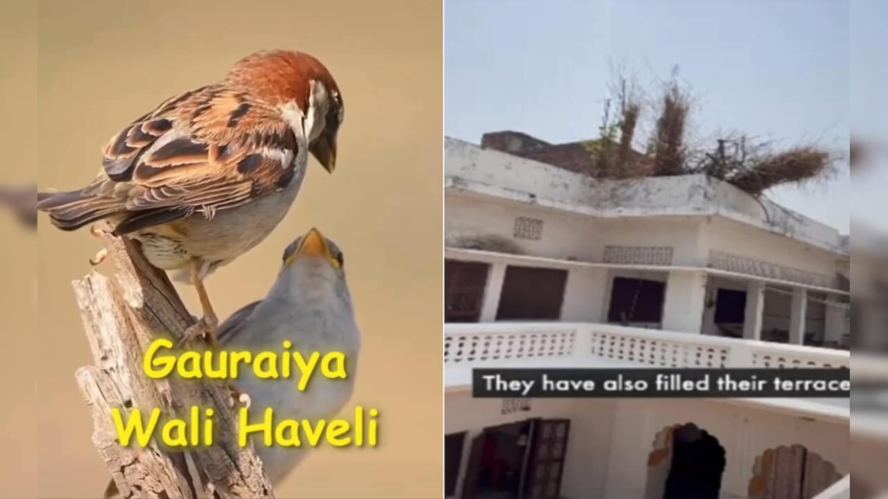 VIDEO: 'गुमशुदा' गौरैया का मिल गया पता...इस हवेली का नजारा देख नहीं होगा खुद की आंखों पर यकीन!