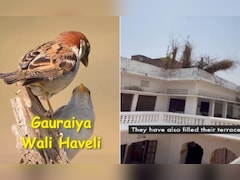 VIDEO: 'गुमशुदा' गौरैया का मिल गया पता...इस हवेली का नजारा देख नहीं होगा खुद की आंखों पर यकीन!