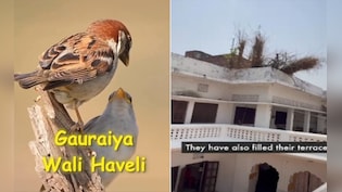VIDEO: 'गुमशुदा' गौरैया का मिल गया पता...इस हवेली का नजारा देख नहीं होगा खुद की आंखों पर यकीन!