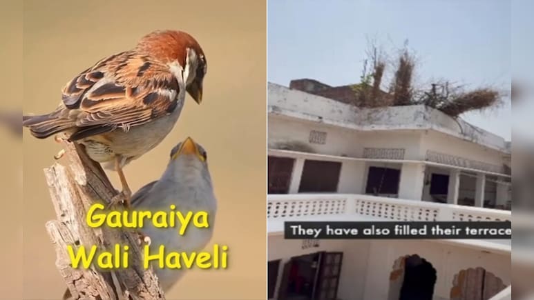 VIDEO: 'गुमशुदा' गौरैया का मिल गया पता...इस हवेली का नजारा देख नहीं होगा खुद की आंखों पर यकीन!