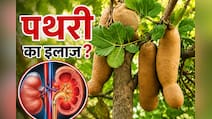पथरी के लिए रामबाण है बालम खीरा, जानें फायदे और सेवन का सही तरीका