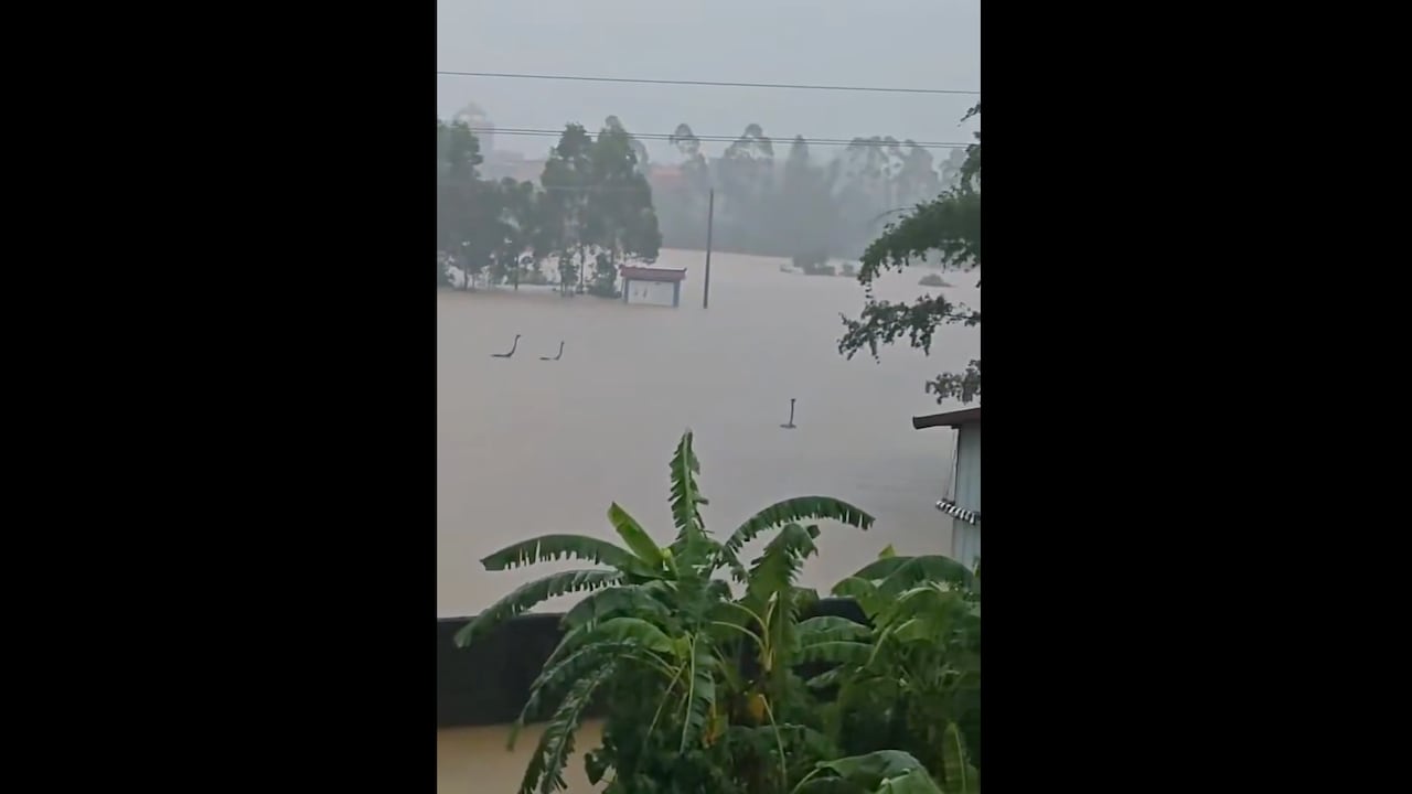 Snake Scare In China: 900 Reptiles, Including Cobras, Escape During Floods, Spark Panic | Videos