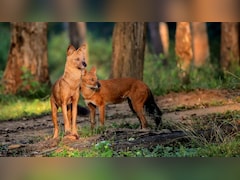 उदंती-सीतानदी टाइगर रिजर्व में दिखा दुर्लभ जंगली कुत्तों का झुंड; बाघाें की गणना वाले कैमरे में हुए ट्रैप