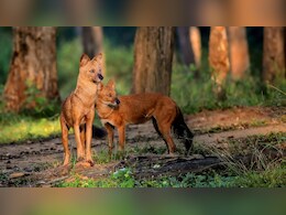 उदंती-सीतानदी टाइगर रिजर्व में दिखा दुर्लभ जंगली कुत्तों का झुंड; बाघाें की गणना वाले कैमरे में हुए ट्रैप
