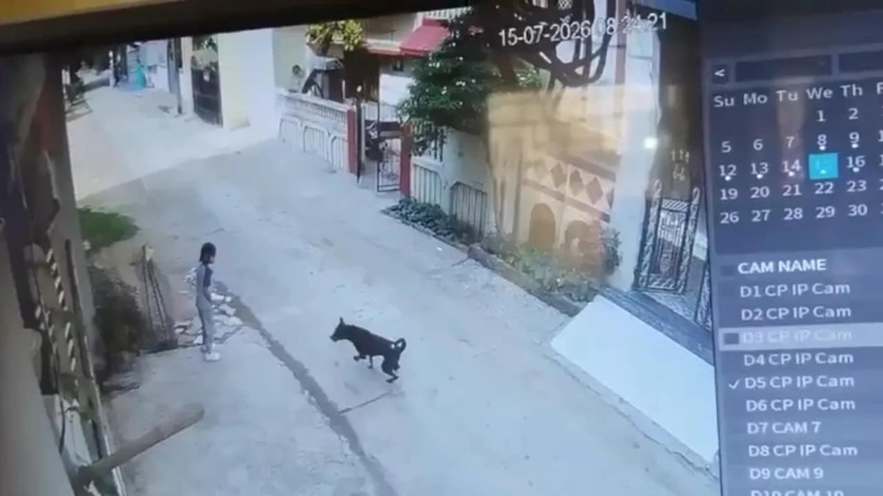 Girl, 7, Waiting To Go To School, Attacked By Stray Dogs In Maharashtra