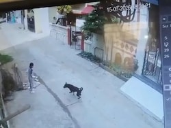 Girl, 7, Waiting To Go To School, Attacked By Stray Dogs In Maharashtra