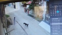 Girl, 7, Waiting To Go To School, Attacked By Stray Dogs In Maharashtra