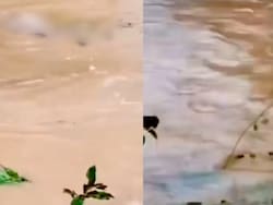Bodies Float Out As Rain Floods Graveyard In UP's Saharanpur