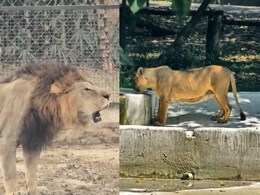 कानपुर जू से आई गुड न्यूज: बब्बर शेर शंकर और वीरा बढ़ाएंगे कुनबा, 8 साल से यहां नहीं जन्मा शावक