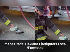 Firefighters Give Oxygen To Pigeon After It Suffers Smoke Inhalation From Car Fire In US