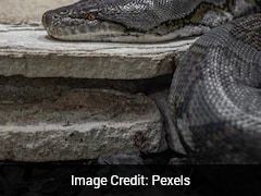 Snake Triggers Overnight Power Outage Affecting Thousands In Virginia