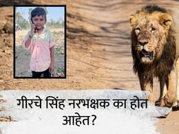 गिरनारमध्ये 11 वर्षांच्या मुलावर हल्ला; स्थानिकांसह पर्यटकांमध्ये घबराट, गीरचे सिंह नरभक्षक का होत आहेत?