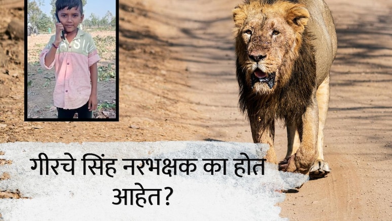 गिरनारमध्ये 11 वर्षांच्या मुलावर हल्ला; स्थानिकांसह पर्यटकांमध्ये घबराट, गीरचे सिंह नरभक्षक का होत आहेत?