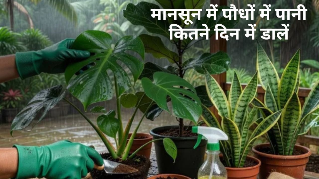 बार‍िश में रोज पौधों को दे रहे हैं पानी, सड़ जाएंगी जड़ें, आज से यह काम करें