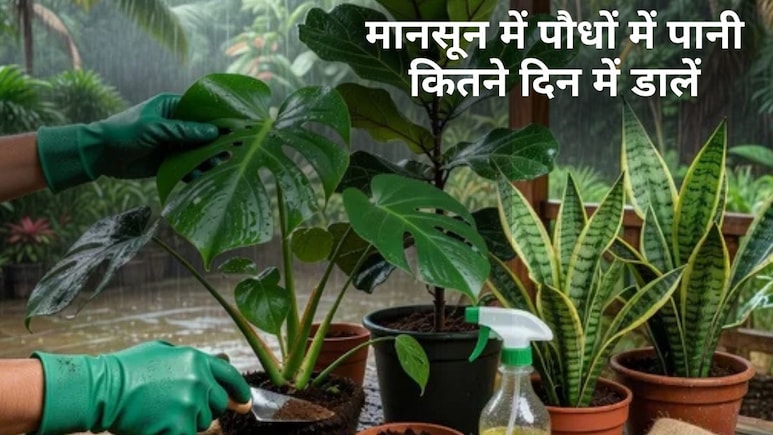 बार&zwj;िश में रोज पौधों को दे रहे हैं पानी, सड़ जाएंगी जड़ें, आज से यह काम करें
