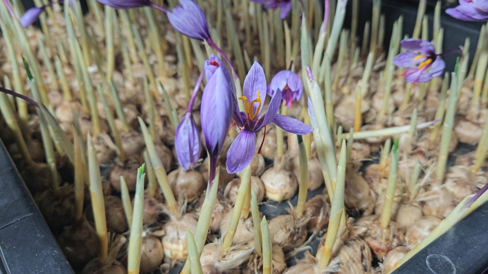 Saffron Saffron