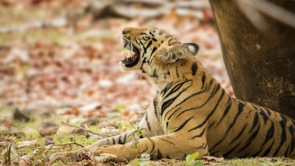 World Tigers Day: भारत में कैसे होती है बाघों की गिनती, यहां समझ लीजिए सबकुछ