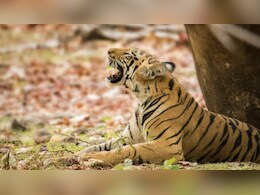 World Tigers Day: भारत कैसे करता है अपने बाघों की 'जनगणना'?