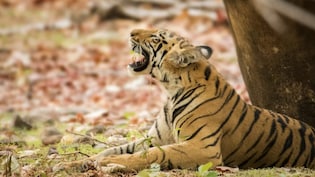 World Tigers Day: भारत में कैसे होती है बाघों की गिनती, यहां समझ लीजिए सबकुछ