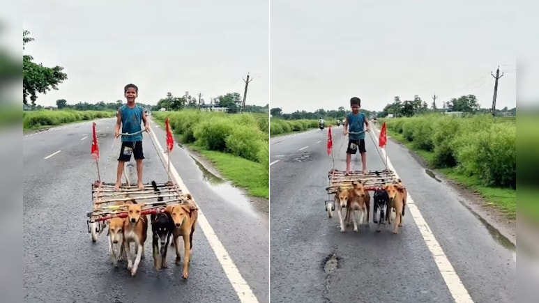 'घोड़ा गाड़ी तो देखी थी, आज कुत्ता गाड़ी भी देख ली...' बच्चे का देसी जुगाड़ देख लोग बोले- 'ये तो बचपन का सपना था'