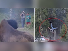 Caught On Camera: Bull Bison Hurls Tourist Into The Air, Video Goes Viral