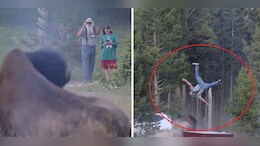 Caught On Camera: Bull Bison Hurls Tourist Into The Air, Video Goes Viral