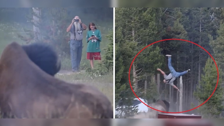 Caught On Camera: Bull Bison Hurls Tourist Into The Air, Video Goes Viral