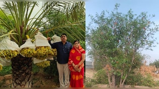 जहाँ सिर्फ उगते थे खेजड़ी के पेड़, आज वहां लहलहा रहे सेब और खजूर के बाग; क&zwj;िसान ने क&zwj;र द&zwj;िया कमाल