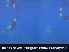 Watch: Killer Whale Rams 1,800Kg Sunfish So Hard It Explodes Into Pieces