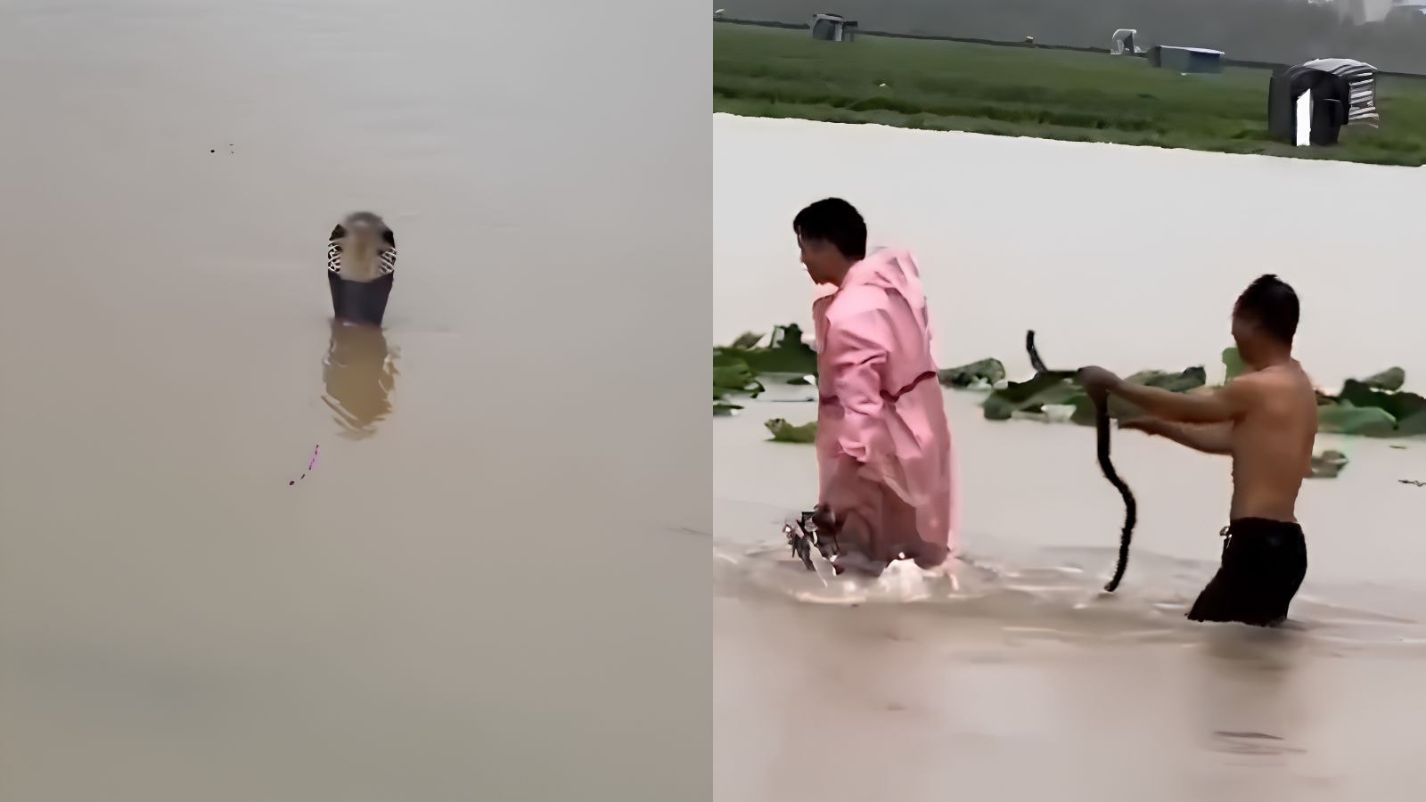 China floods lead to reported snake escapes, deaths and injuries in Guangxi