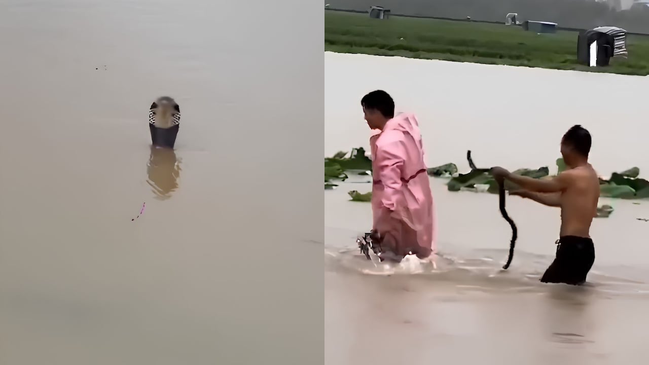 Video: Over 900 Snakes Break Free Amid China Floods, Woman Dead, Many Bitten