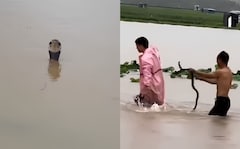 Video: Over 900 Snakes Break Free Amid China Floods, Woman Dead, Many Bitten