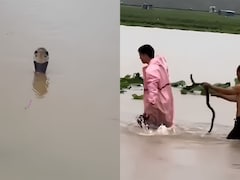 Video: Over 900 Snakes Break Free Amid China Floods, Woman Dead, Many Bitten