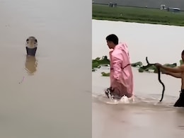 Video: Over 900 Snakes Break Free Amid China Floods, Woman Dead, Many Bitten