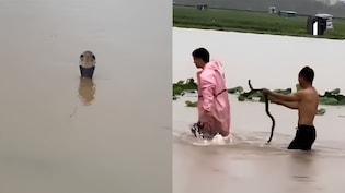 Video: Over 900 Snakes Break Free Amid China Floods, Woman Dead, Many Bitten