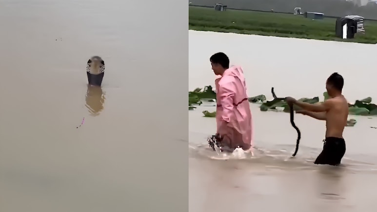 Video: Over 900 Snakes Break Free Amid China Floods, Woman Dead, Many Bitten