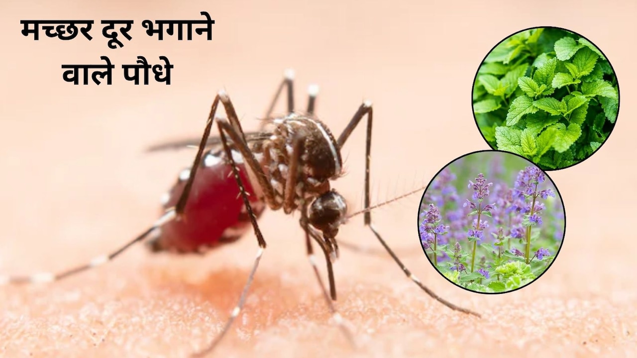 मच्छरों का काल हैं ये 5 इंडोर प्लांट्स! घर की सजावट और वातावरण भी रहेगा बेहतर, आज ही घर के अंदर लगाएं