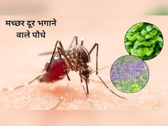 मच्छरों का काल हैं ये 5 इंडोर प्लांट्स! घर की सजावट और वातावरण भी रहेगा बेहतर, आज ही घर के अंदर लगाएं