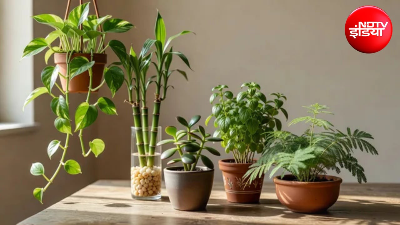 Vastu Tips: घर में इन 5 पौधों को लगाने से होगा सुख-समृद्धि का वास, धन लाभ और दूर होगी नेगेटिविटी