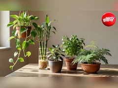 Vastu Tips: घर में इन 5 पौधों को लगाने से होगा सुख-समृद्धि का वास, धन लाभ और दूर होगी नेगेटिविटी