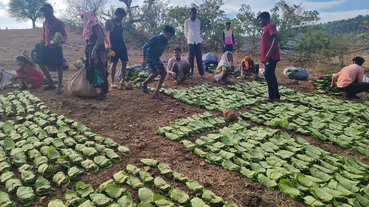 Charan Paduka Yojana Chhattisgarh: तेंदूपत्ता संग्रहण Charan Paduka Yojana Chhattisgarh: तेंदूपत्ता संग्रहण