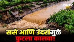Chandrapur News: ससे आणि उंदरांमुळे फुटला कालवा? सिंचन विभागाच्या अजब अहवालाने उडाली खळबळ
