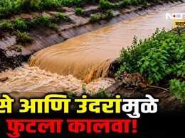 Chandrapur News: ससे आणि उंदरांमुळे फुटला कालवा? सिंचन विभागाच्या अजब अहवालाने उडाली खळबळ