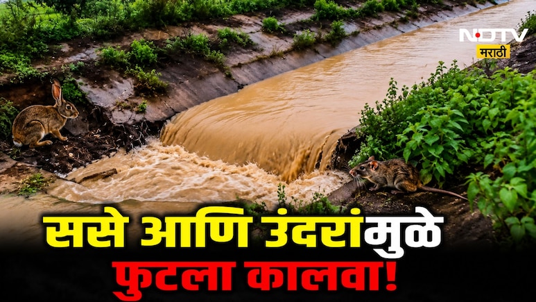 Chandrapur News: ससे आणि उंदरांमुळे फुटला कालवा? सिंचन विभागाच्या अजब अहवालाने उडाली खळबळ