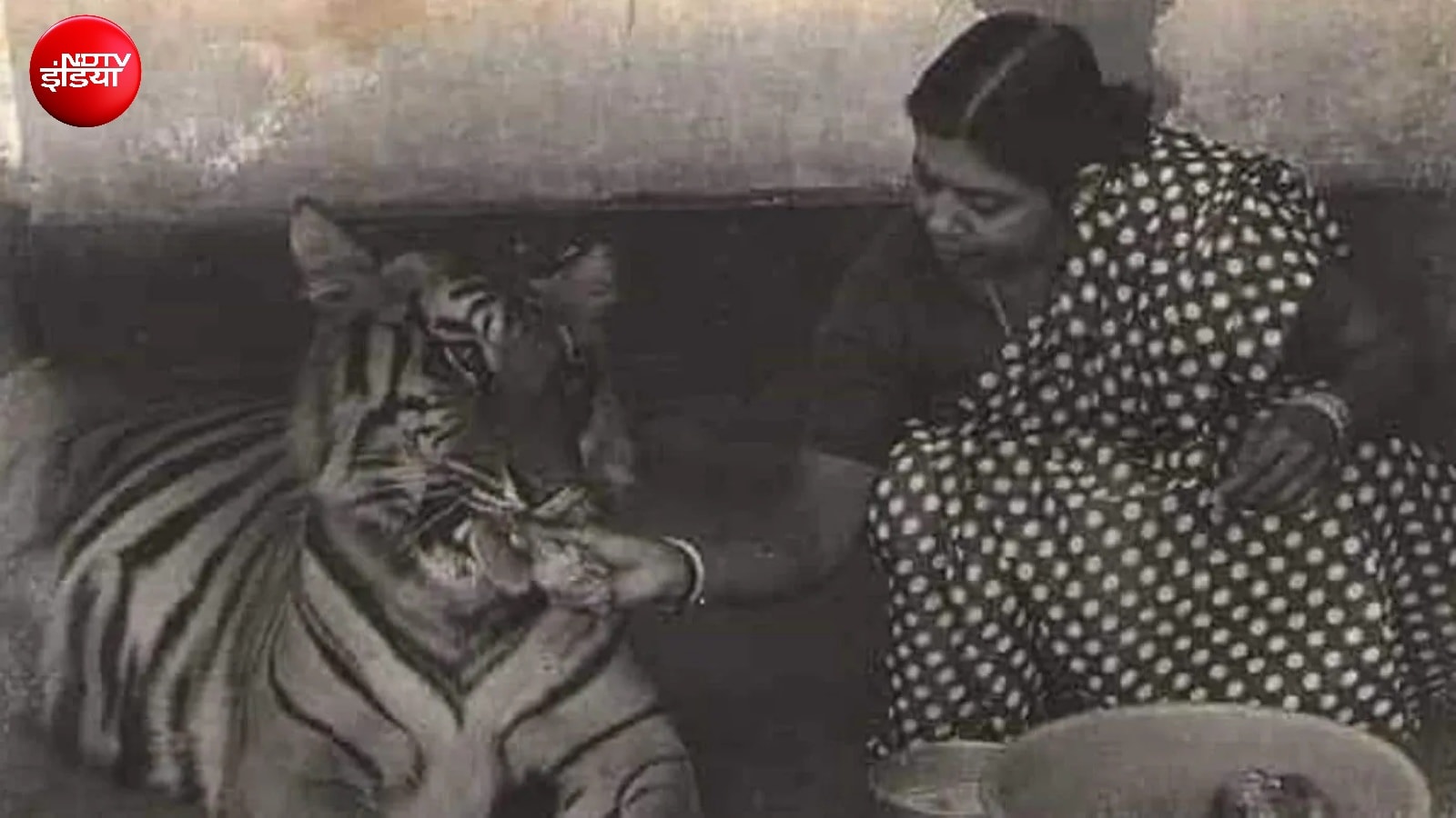 The Heartbreaking Story of Tigress Khairi and IFS Saroj Raj Choudhury in odisha simlipal jungle