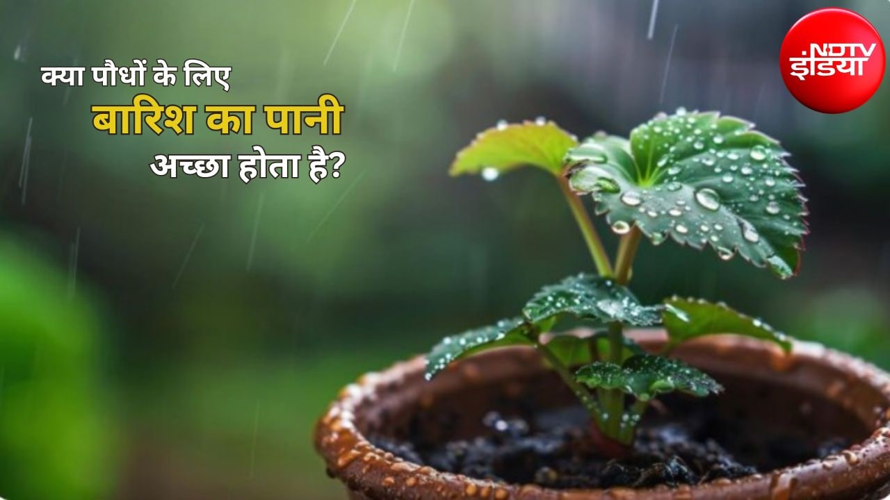 क्या पौधों को बारिश में रखना चाहिए? जानें बारिश का पानी आपके पौधों के लिए अमृत है या जहर